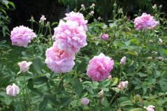 Roses-Misc-3-155