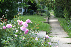 Roses-Misc-3-162