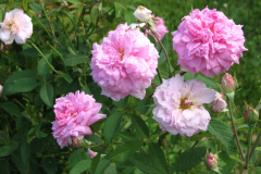 Roses-Misc-3-163