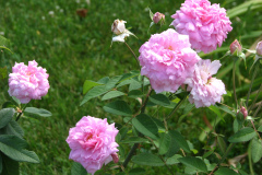 Roses-Misc-3-169