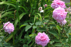 Roses-Misc-3-170