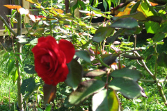 Roses-Misc-3-196