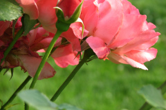 Roses-Misc-3-20
