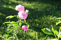 Roses-Misc-3-218