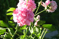 Roses-Misc-3-220