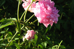 Roses-Misc-3-226