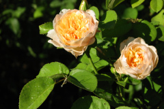 Roses-Misc-3-240