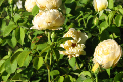 Roses-Misc-3-244
