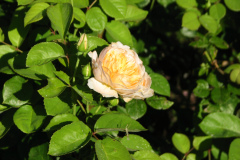 Roses-Misc-3-248