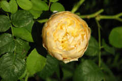 Roses-Misc-3-254