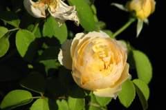 Roses-Misc-3-257