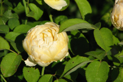 Roses-Misc-3-261