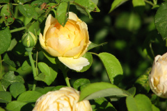 Roses-Misc-3-262