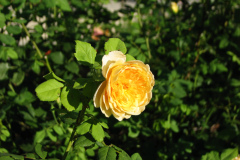 Roses-Misc-3-264
