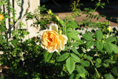 Roses-Misc-3-265