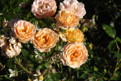 Roses-Misc-3-266