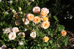 Roses-Misc-3-267