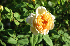 Roses-Misc-3-268