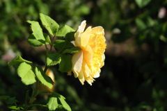 Roses-Misc-3-269