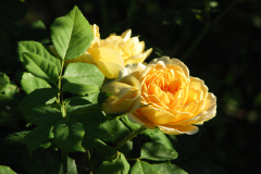 Roses-Misc-3-272