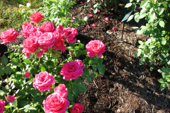 Roses-Misc-3-274
