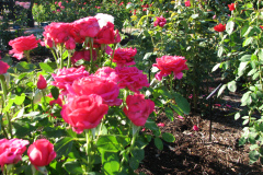 Roses-Misc-3-275