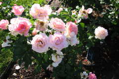 Roses-Misc-3-282