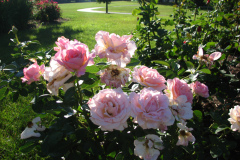 Roses-Misc-3-283