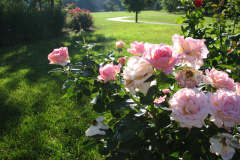 Roses-Misc-3-285