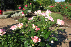 Roses-Misc-3-286