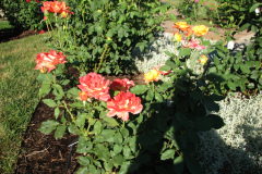 Roses-Misc-3-297