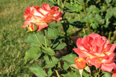Roses-Misc-3-298
