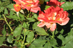 Roses-Misc-3-299