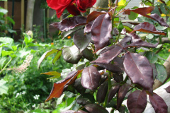 Roses-Misc-3-30