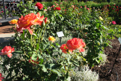 Roses-Misc-3-304