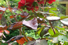 Roses-Misc-3-32