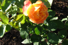 Roses-Misc-3-325