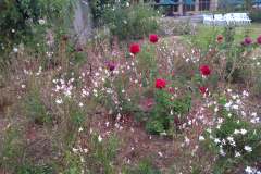 Roses-Misc-3-327