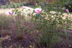 Roses-Misc-3-328