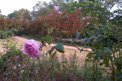 Roses-Misc-3-329
