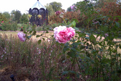 Roses-Misc-3-330