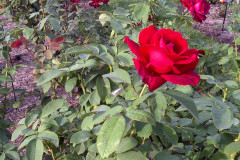 Roses-Misc-3-332