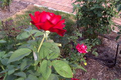 Roses-Misc-3-333