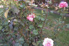 Roses-Misc-3-334