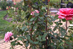 Roses-Misc-3-335