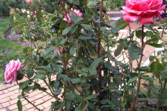 Roses-Misc-3-336