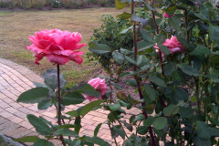 Roses-Misc-3-337