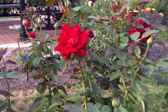 Roses-Misc-3-338
