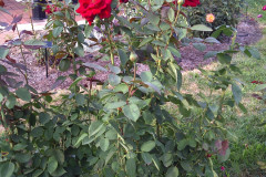 Roses-Misc-3-339