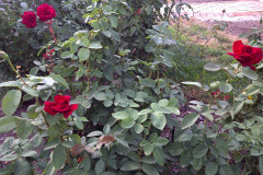 Roses-Misc-3-340